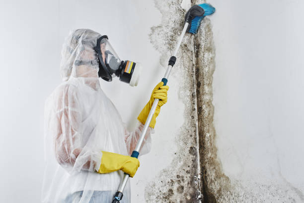 Best Residential Mold Remediation in Scott City, MO