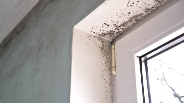 Trusted Scott City, MO Mold Remediation Experts