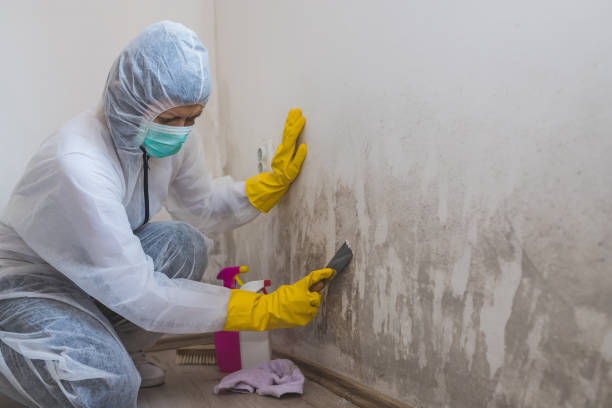 Best Basement Mold Remediation in Scott City, MO