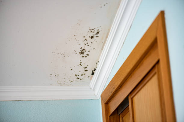 Trusted Scott City, MO Mold Remediation Experts