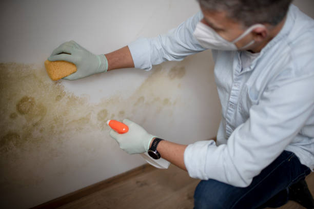 Best Industrial Mold Remediation in Scott City, MO