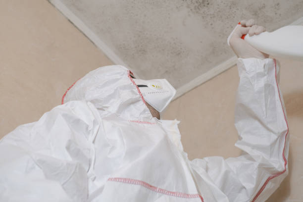 Best Post-Flood Mold Remediation in Scott City, MO