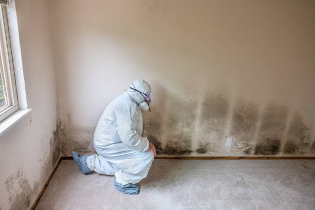 Best Industrial Mold Remediation in Scott City, MO