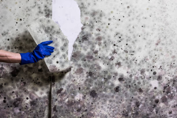 Best HVAC Mold Remediation in Scott City, MO
